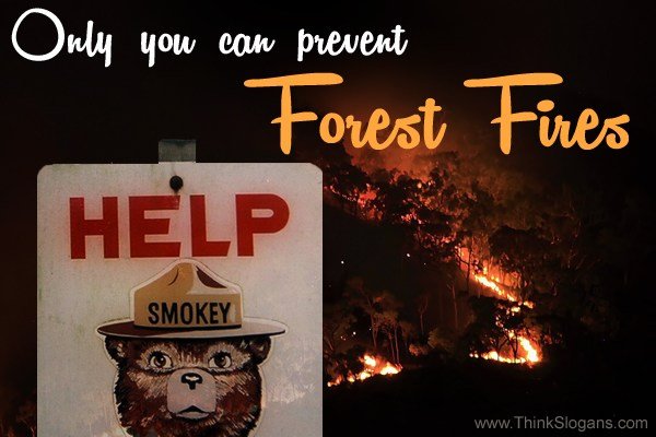 Only You can prevent forest fires